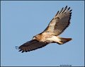 _2SB1578 red-tailed hawk